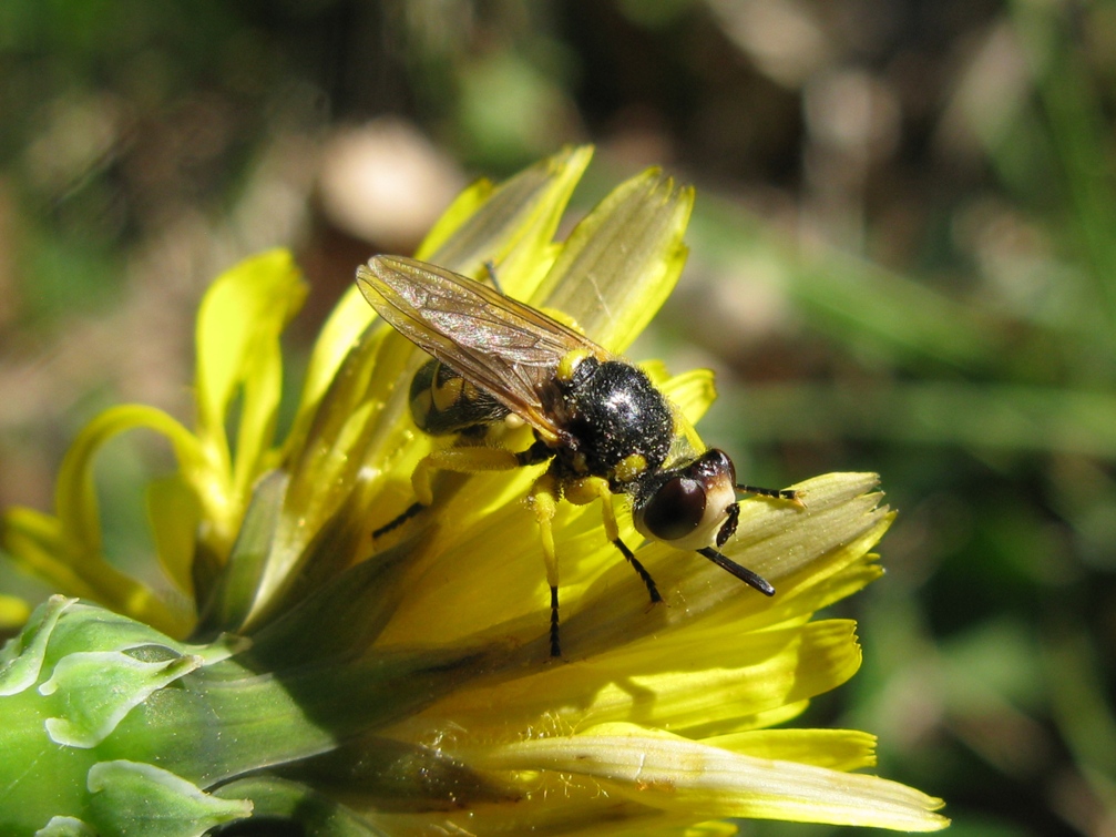 Dittero dalle zampe gialle: Dalmannia sp. (Conopidae)